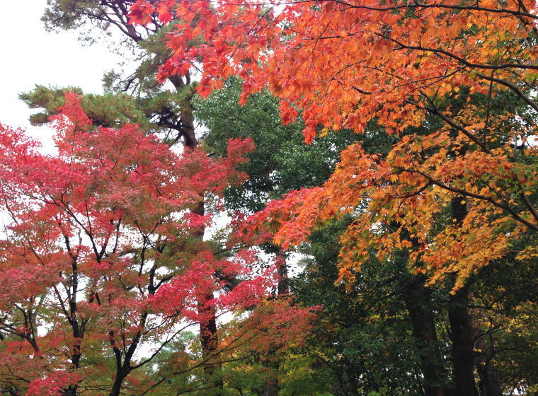 兼六園 紅葉