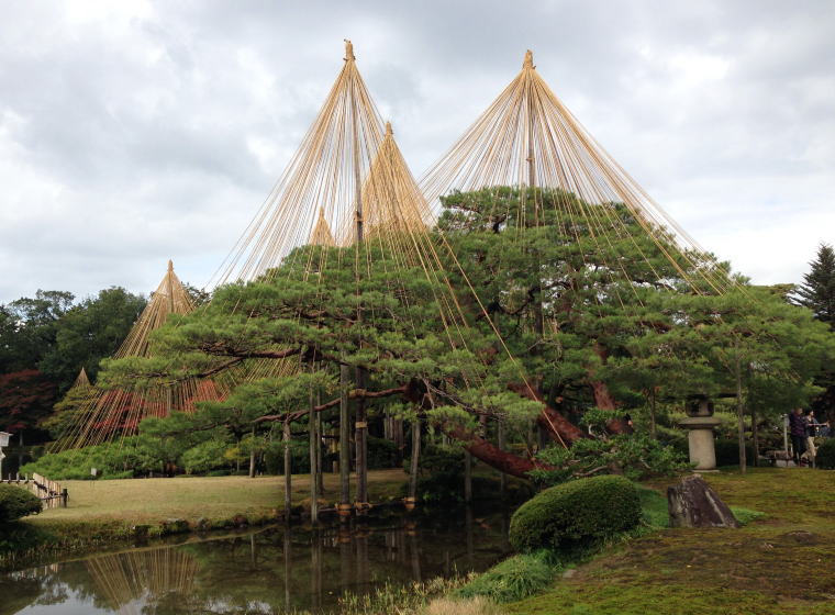 兼六園 唐崎松